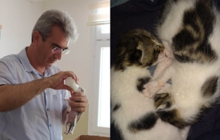Okul müdürü idare görevine kedi yavrularının bakımını da kattı
