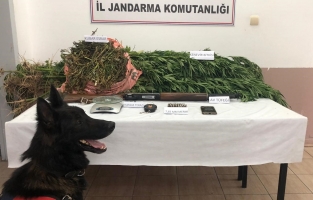 Osmaniye'de 2 kilo esrar ele geçirildi