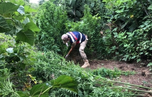 Uyuşturucu operasyonunda kenevir bitkisi ele geçirildi, 3 kişi gözaltına alındı