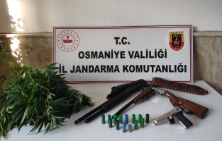 Osmaniye'de yasadışı kenevir operasyonu