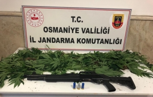 Osmaniye'de devlet arazisine yasadışı kenevir eken şüpheli yakalandı