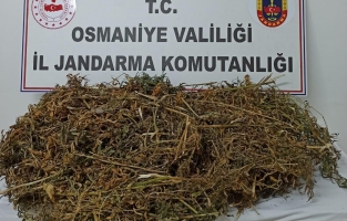 Osmaniye'de 5 kilo esrar ve 41 kök kenevir bitkisi ele geçirildi