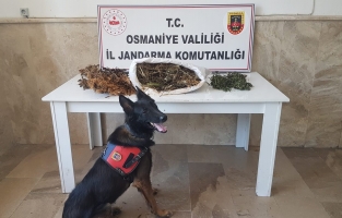 Osmaniye'de yayla evine uyuşturucu operasyonu