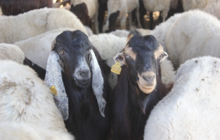 Kurban satış ve kesim yerleriyle ilgili tedbir kararları