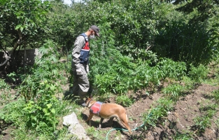 Yayla evine yapılan operasyonda kenevir ve esrar ele geçirildi