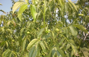 Ceviz bahçesi projelerine %70 hibe destek verilecek