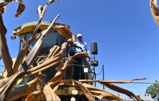 Vali Yılmaz, direksiyona geçti mısır hasadı yaptı