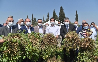 Osmaniye'de milli yer fıstığı çeşidi Ayşehanım'ın ilk hasadı yapıldı