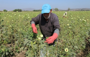Osmaniye, Bamya üretiminde Türkiye'de 4. sırada