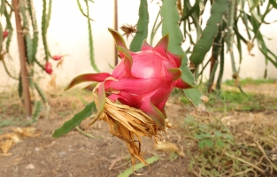 Osmaniye'de tropikal 'Ejder Meyvesi' yetiştiriciliği artıyor