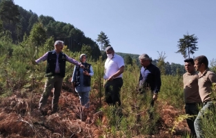 Osmaniye'de ormancılık çalışmaları devam ediyor
