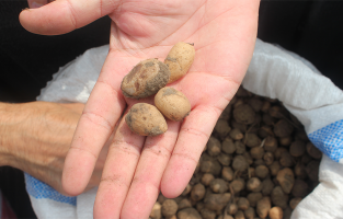 Osmaniye'de salep yetiştiriciliği geliştiriliyor