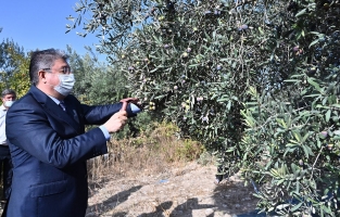 Osmaniye'de 76 bin ton zeytin rekoltesi bekleniyor