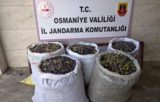 Zeytin hırsızı takip sonucu yakalandı