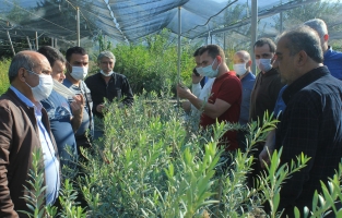 Samsun'dan Osmaniye'ye zeytincilik teknik gezisi