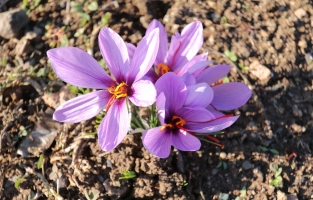 Osmaniye, 'Safran'la adını daha çok duyuracak
