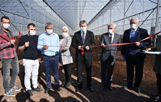 Osmaniye'de 30 dönüm alana modern muz serası kuruldu