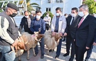 Osmaniye'de 70 yetiştiriciye hibe destekli koç dağıtıldı