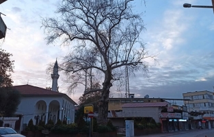 Çınarlı Kahve'nin tarihi çınarı kurtarılıyor mu, yok mu ediliyor?