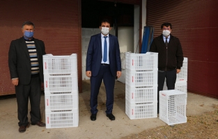 60 çiftçiye zeytin hasadı için 1500 kasa dağıtıldı