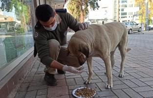 Polisler sokak hayvanlarına yiyecek verdi