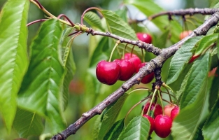 Osmaniye'de çiftçilere vişne fidanı dağıtıldı
