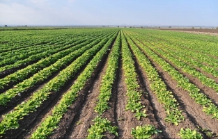 Kadirli'de yetişen kışlık sebzeler 32 şehre pazarlanıyor