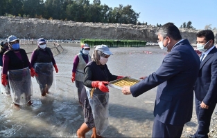 Türkiye'nin turp üretiminin yüzde 74'ünü Kadirli karşılıyor
