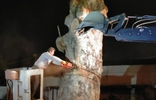 Osmaniye Valiliği: Tarihi çınarın kuruması Valimizi ve vatandaşlarımızı derinden üzdü