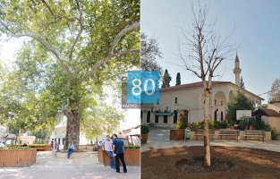 Belediye: Çınar Ağacı inşaat çalışması veya ihmalden değil mantar hastalığından kurudu