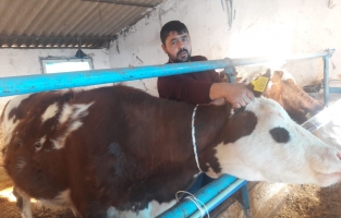 Engelli vatandaş İŞKUR desteğiyle hayvancılığa başladı