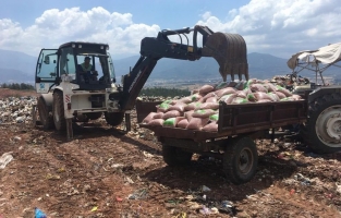 İhbar sonuç verdi! 1 ton 175 kilo yer fıstığı imha edildi