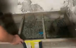 Osmaniye'de nesli tükenmekte olan 120 Saka Kuşu ele geçirildi