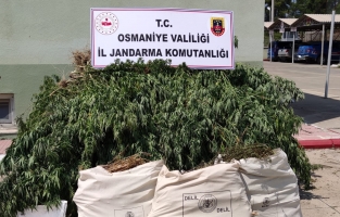 Uyuşturucu operasyonunda 19 kilo esrar ile 350 kök kenevir ele geçirildi