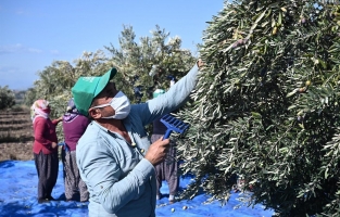 Osmaniye'de 5 milyon zeytin ağacı var