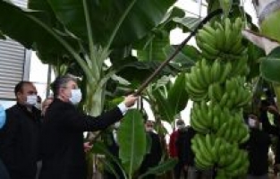 Bereketli olsun! Muz serasında ilk hasadı Vali Yılmaz yaptı