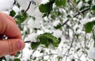 Meteoroloji'den Osmaniye için zirai don uyarısı