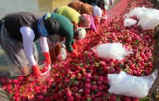 Turp yiyin turp gibi olun