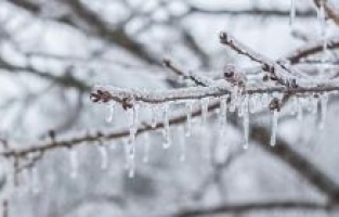 Zirai don tehlikesine dikkat!