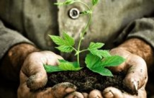 Osmaniye'ye "Türkiye Kore Dostluk Ormanı" kurulacak