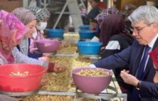 Seydi Başkanın Fıstık Mesaisi