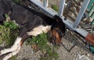 Düziçi'nde sokak köpekleri zehirlendi iddiası