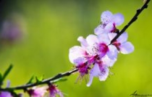 Osmaniye'de Nevruz Bayramı coşkusu yaşanacak