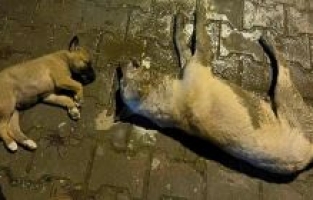 Sokak köpekleri zehirlenerek öldürüldü
