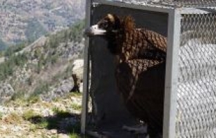 Akbaba doğaya bırakıldı