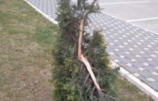 Fidanlara zarar verdiler!