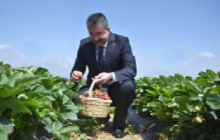 Vali Dr. Erdinç Yılmaz, çocuklarla birlikte çilek topladı