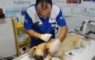 İnşaat teliyle yaralanan köpek kurtarıldı