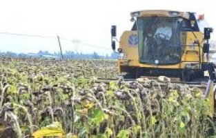 Vali Yılmaz, biçerdöverle ayçiçeği hasadı yaptı