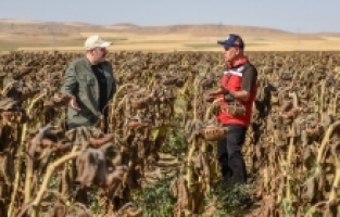 Yerli ve milli hibrit ayçiçeğine ilk hasat